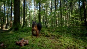 ein Eichhörnchen in einem Wald